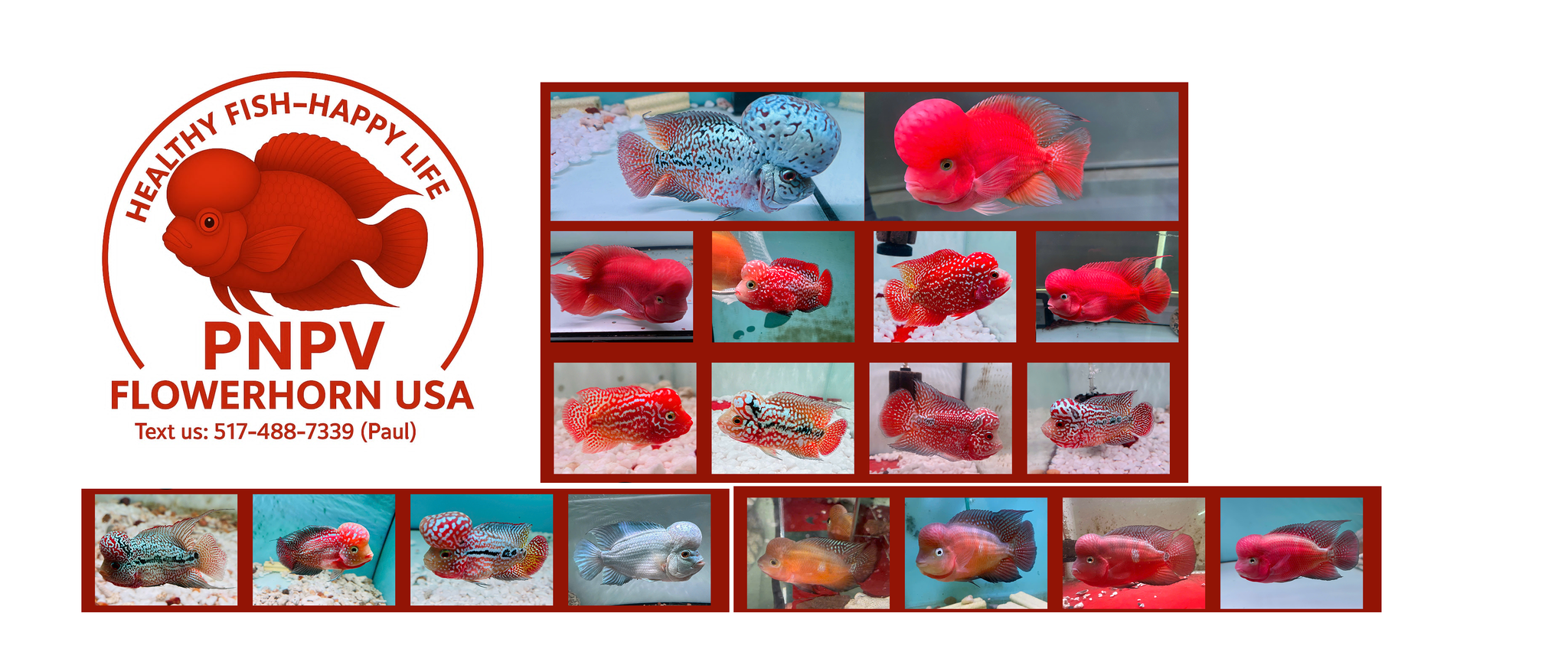 PNPV Tropical Premium Aquarium USA