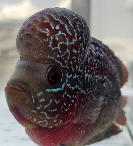 Common Flowerhorn Diseases – Symptoms and Preventive Solutions