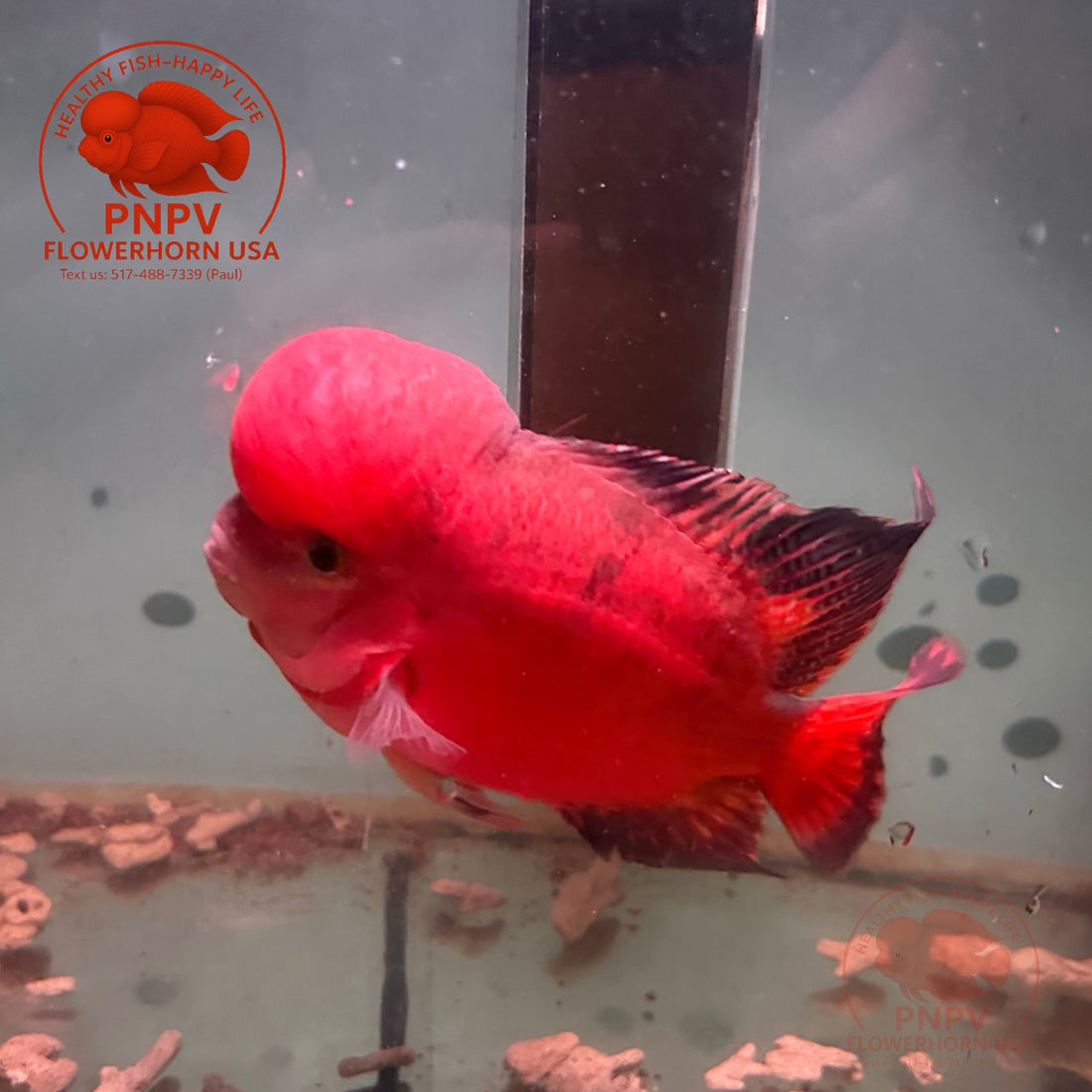 PNPV Super Red Monkey Big Size Peeling