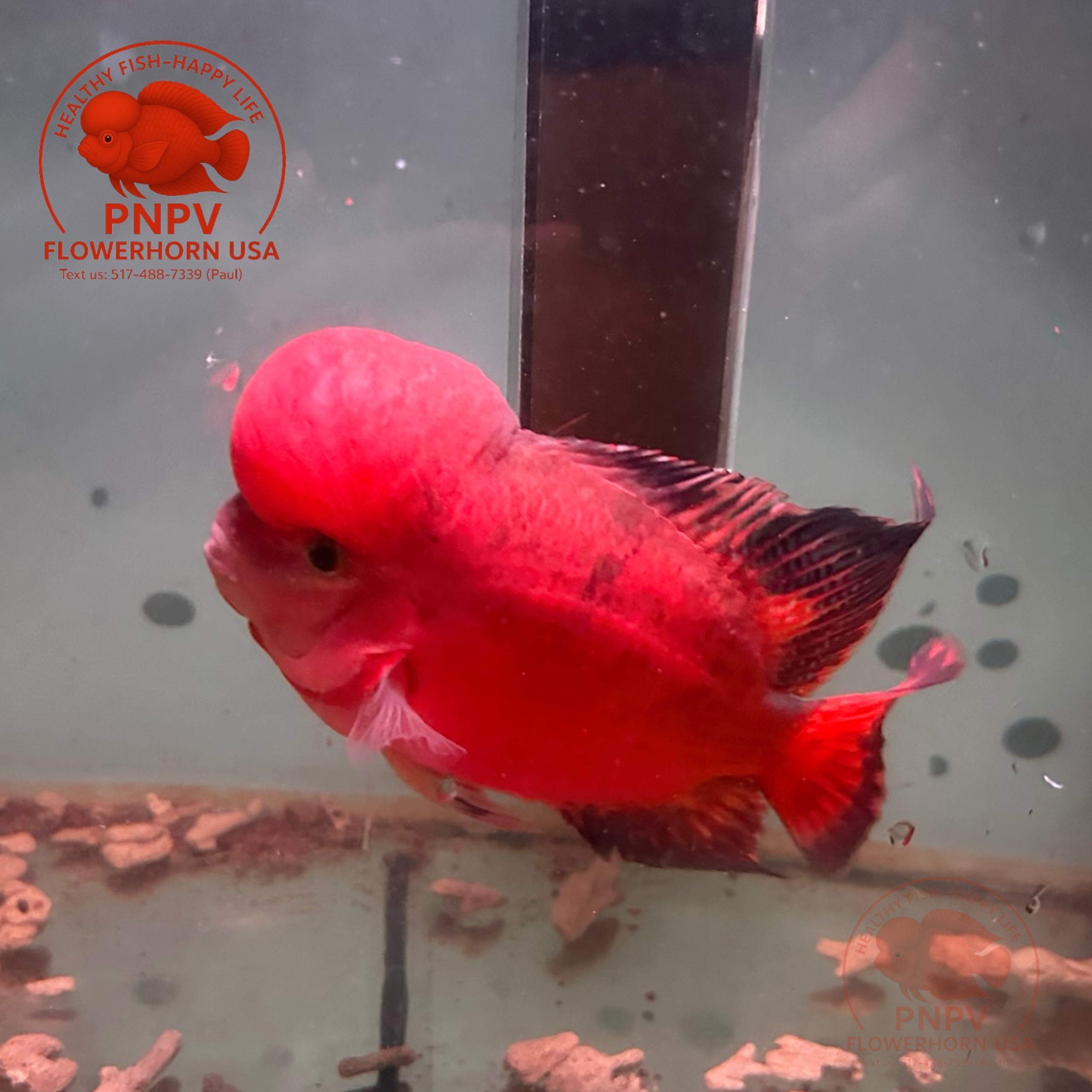 PNPV Super Red Monkey Big Size Peeling
