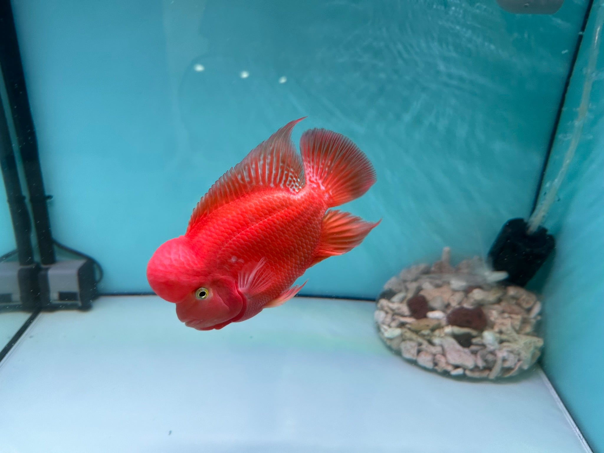 Why Super Red Monkey Flowerhorn Is One of the Most Special, Fascinating, and Valuable Flowerhorn Lines