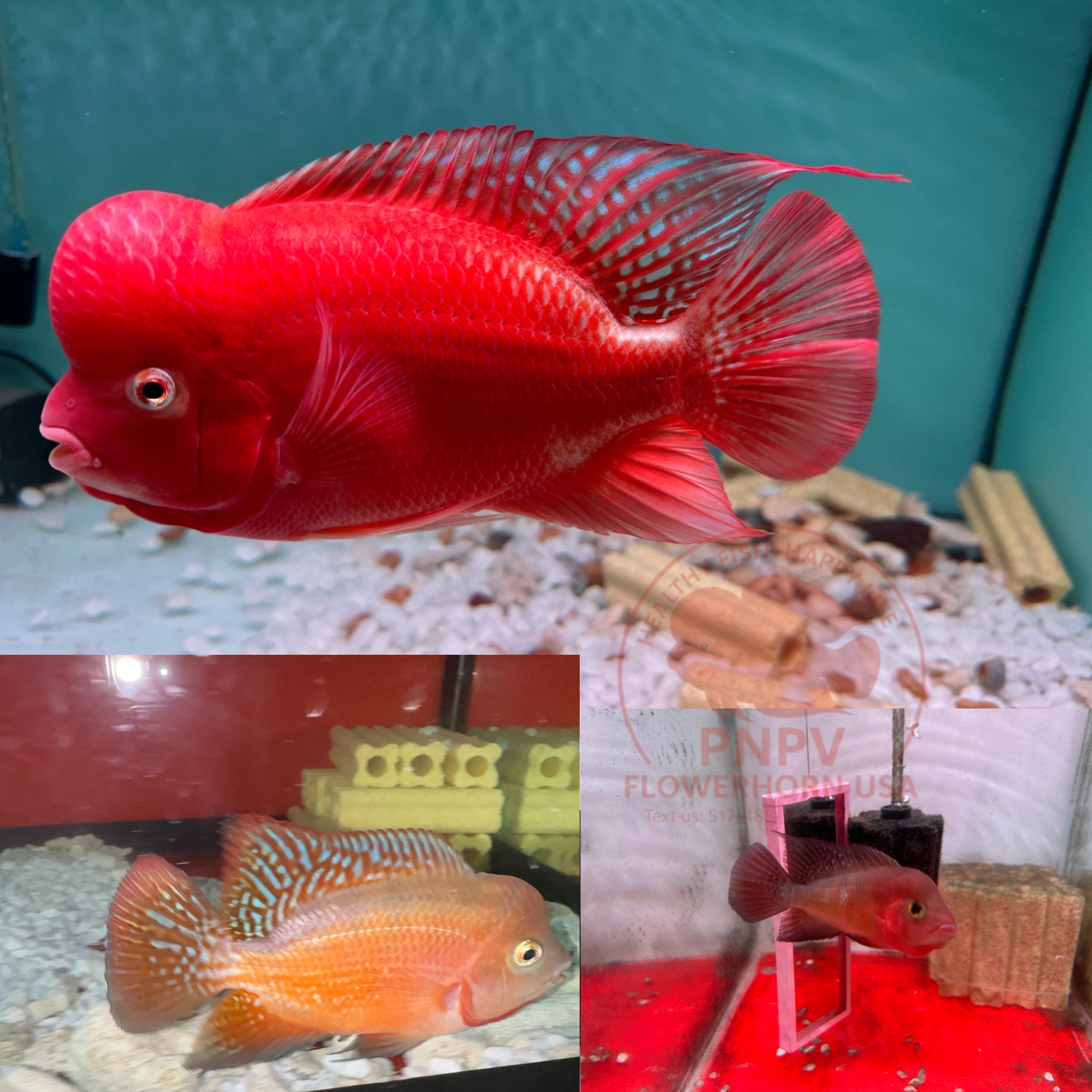 Super Red Monkey Flowerhorn for Sale – Premium, Pure Line SRM from PNPV.US