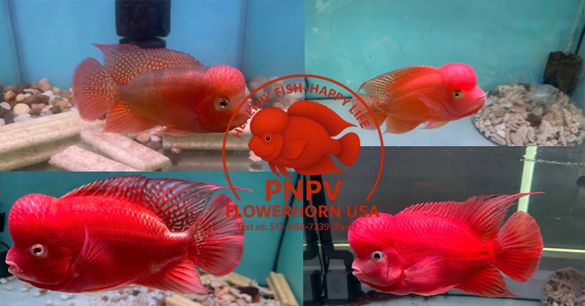 Super Red Monkey Flowerhorn: Genetics, Color Development &amp; Head (Kok) Growth Guide