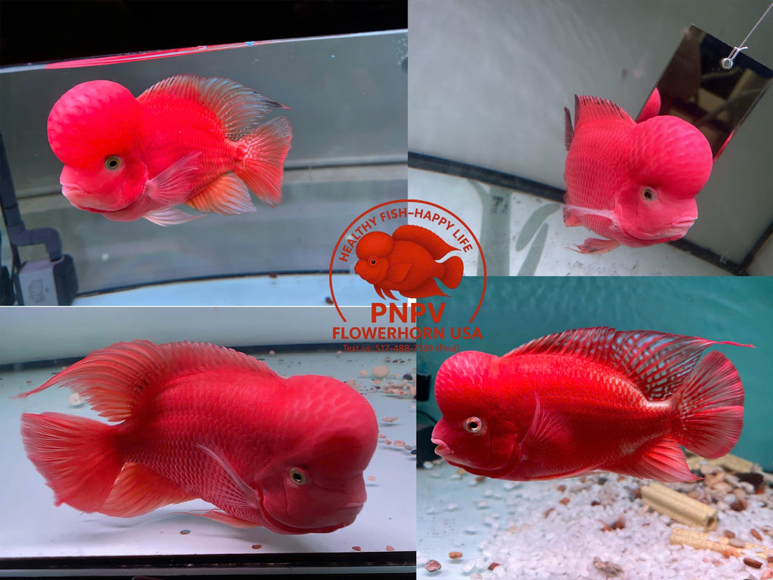 Super Red Monkey Care Guide: Diet, Tank Setup, and Breeding Information Introduction to Super Red Monkey Flowerhorn