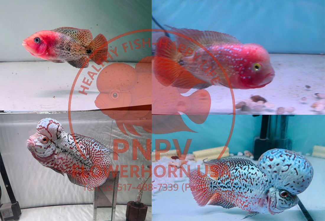 Origins of Kamfa F0, F1, F2, F3, F4 Lines – How to Properly Identify Kamfa Generations