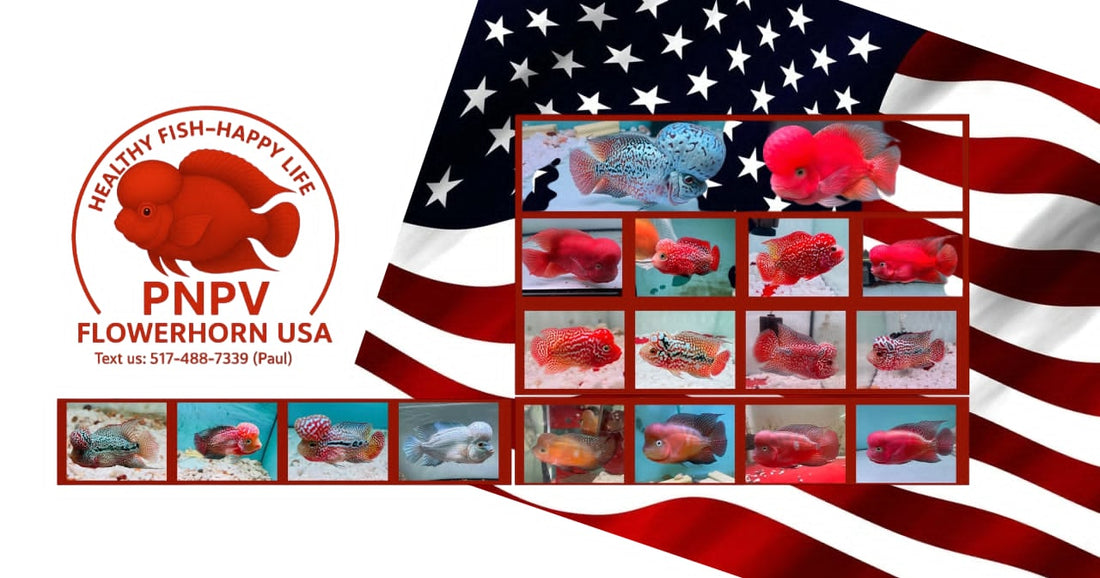 Premium Flowerhorn in the USA – PNPV.US | King Kamfa, Golden Base, Kamfa GB F2 & Super Red Monkey
