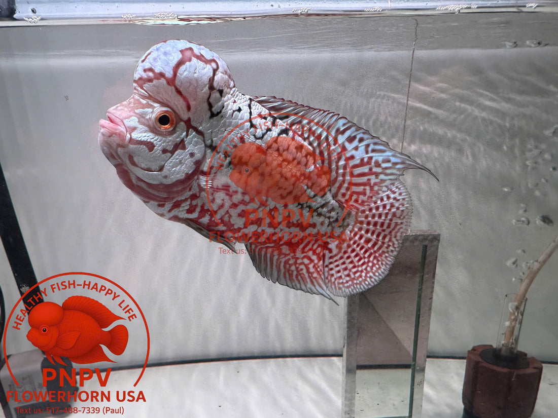 Kamfa F2 Flowerhorn: Origin, Genetic Traits & Proper Care Techniques