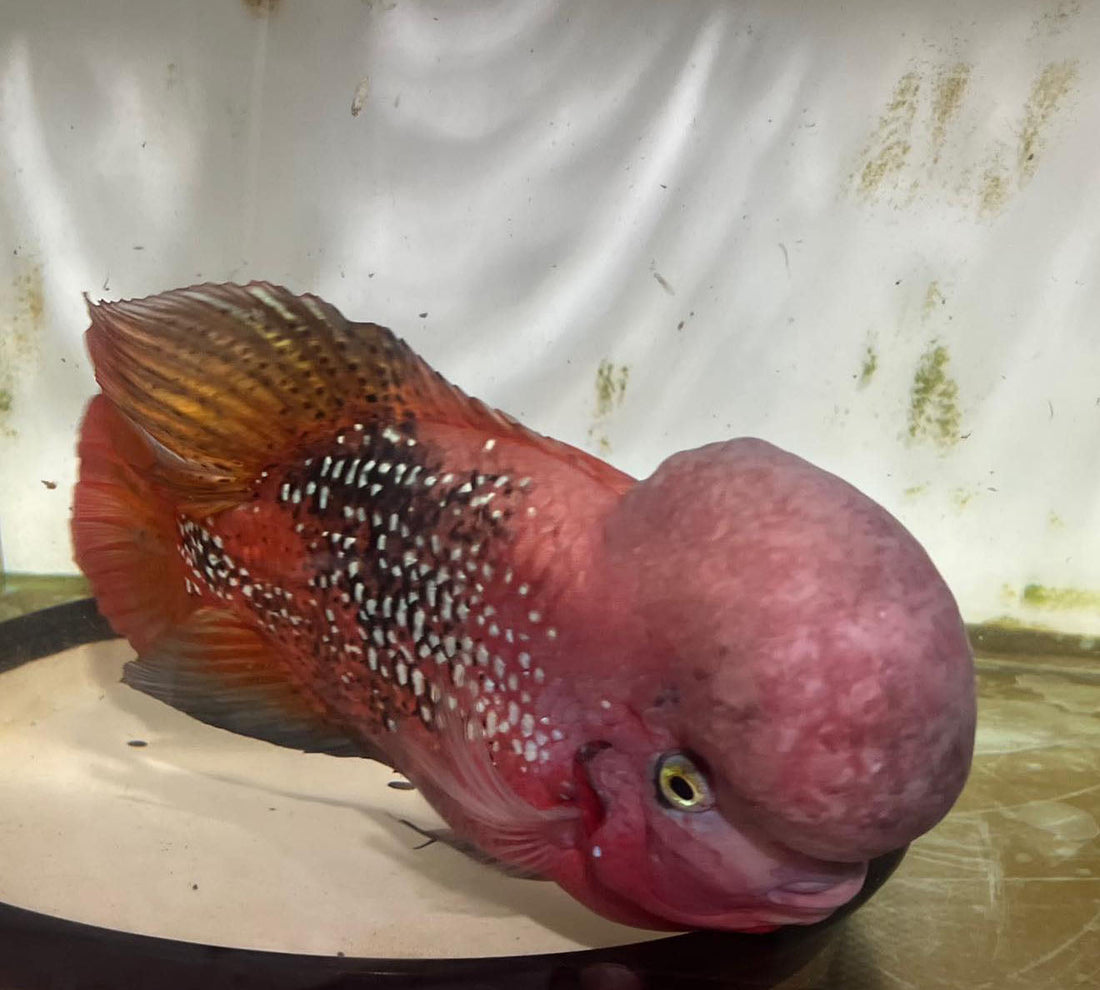 True Kamfa F0 Flowerhorn – Origin, Pure Genetics & Complete Care Guide