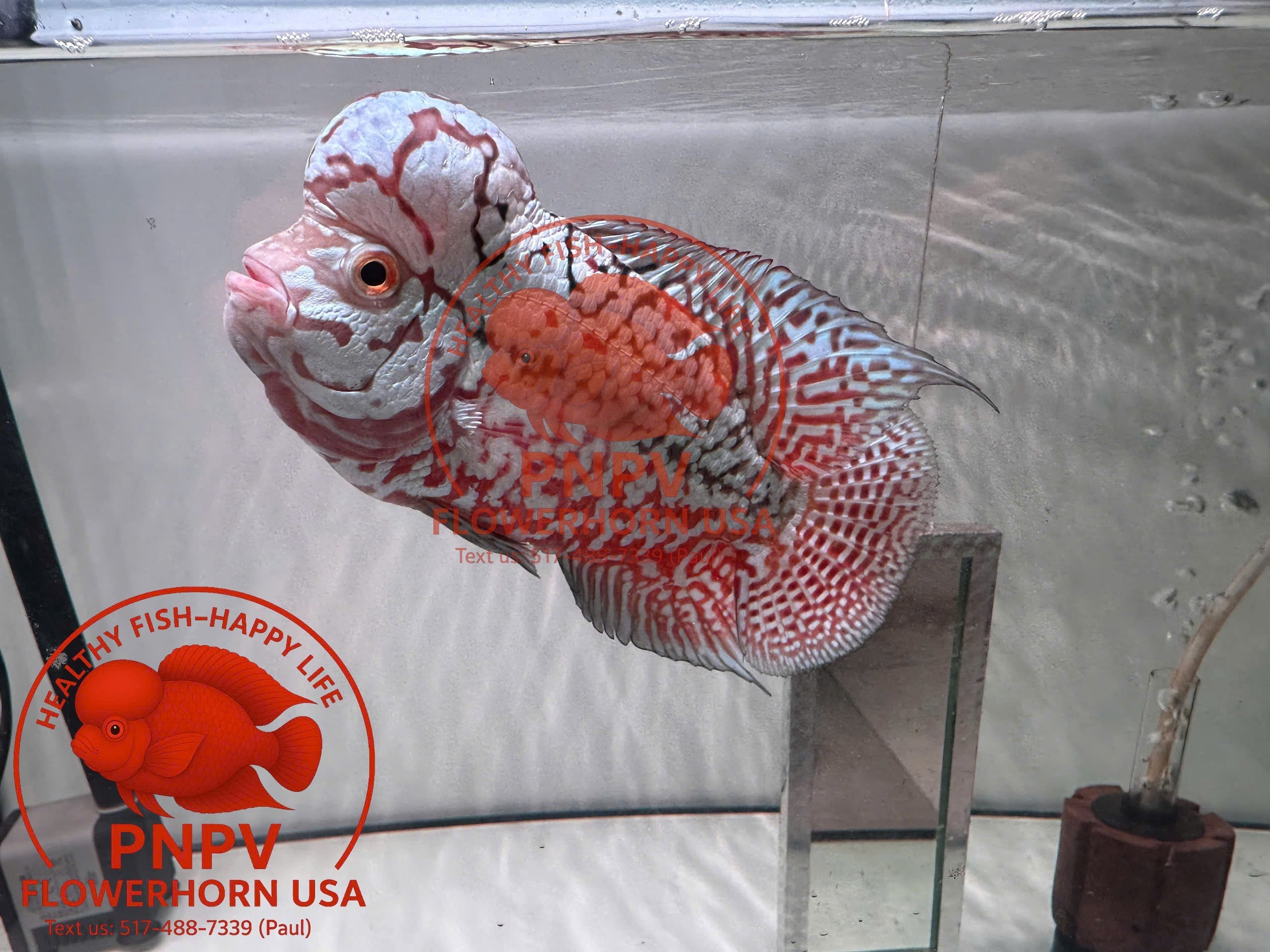 Kamfa F2 Flowerhorn Care – Stable, Technical, Long-Term Results