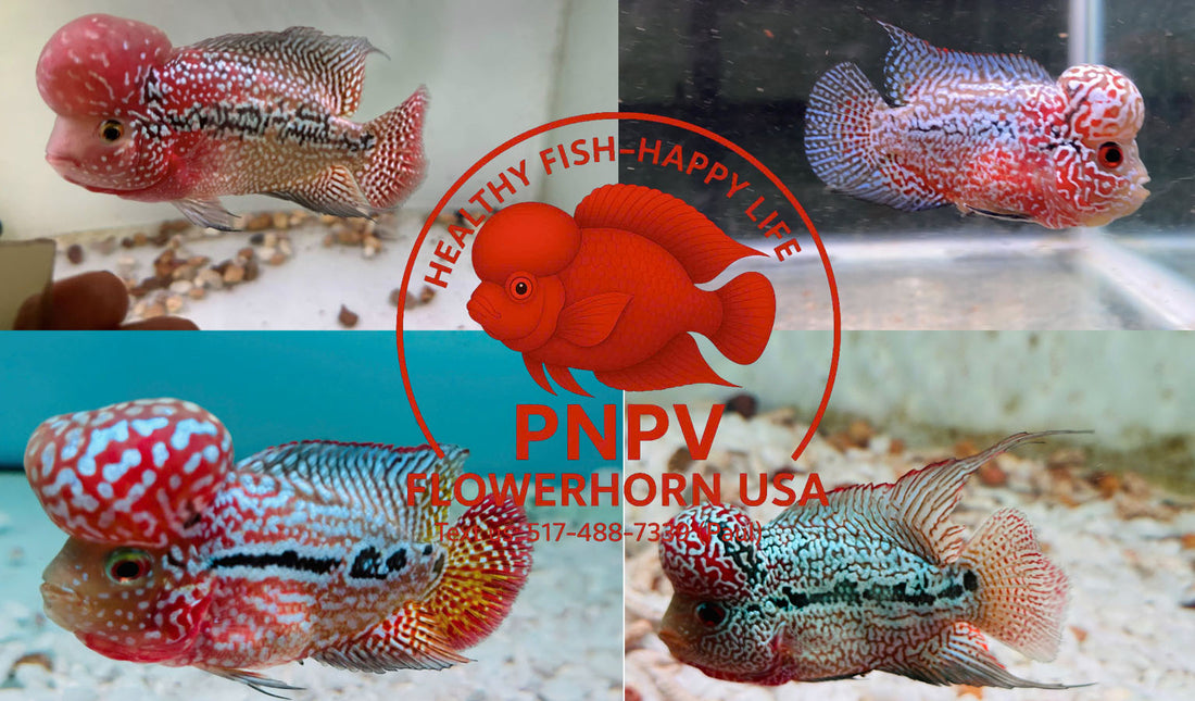 Proper Care Techniques for Kamfa F3 Flowerhorn – A Complete Technical Guide