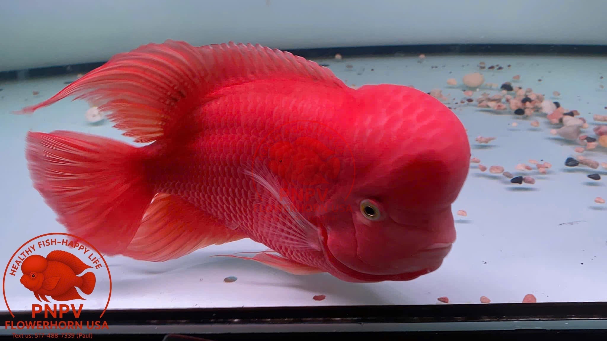 Care Techniques &amp; Problem Solving for Super Red Monkey Flowerhorn