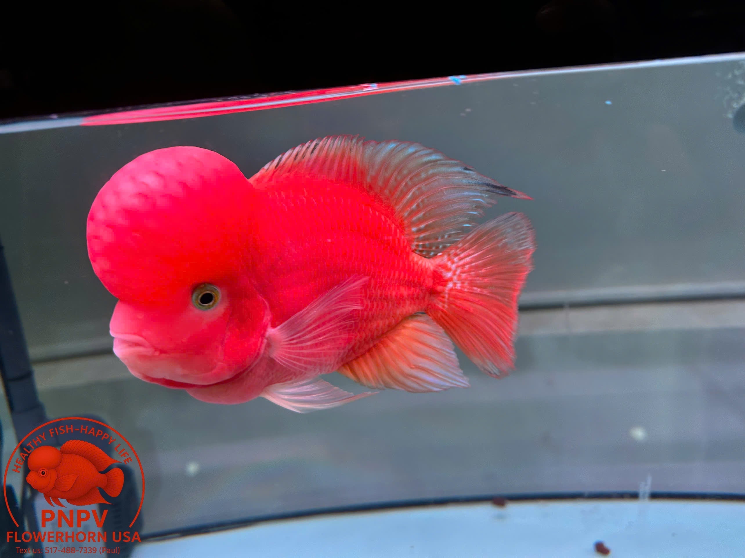 Super Red Monkey Flowerhorn: Origin and Key Characteristics of This Unique Hybrid