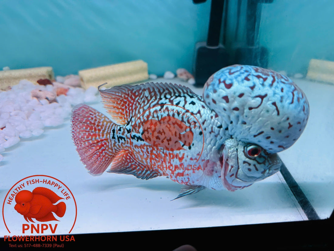 Origin and Types of Kamfa Flowerhorn – A Complete Guide for Hobbyists