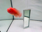 Super Red Monkey 3'' Flowerhorn For Sale In USA - 100% Early Clean-Peeled Red Monkey – Bright Color & Strong Potential