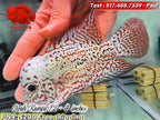 Premium Male Kamfa Flowerhorn - PNPV High Quality- Free USA Shipping