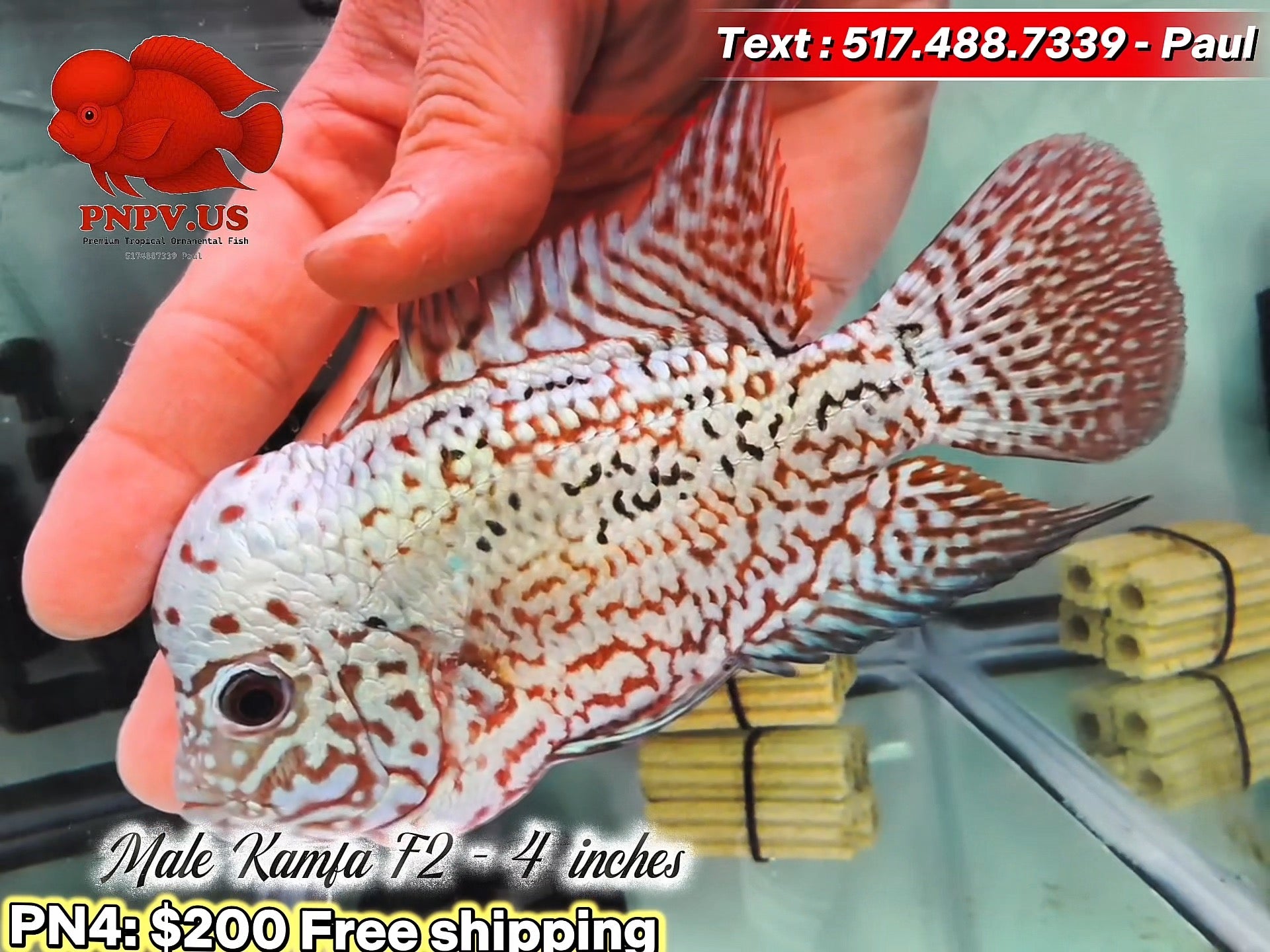 Premium Male Kamfa Flowerhorn - PNPV High Quality- Free USA Shipping