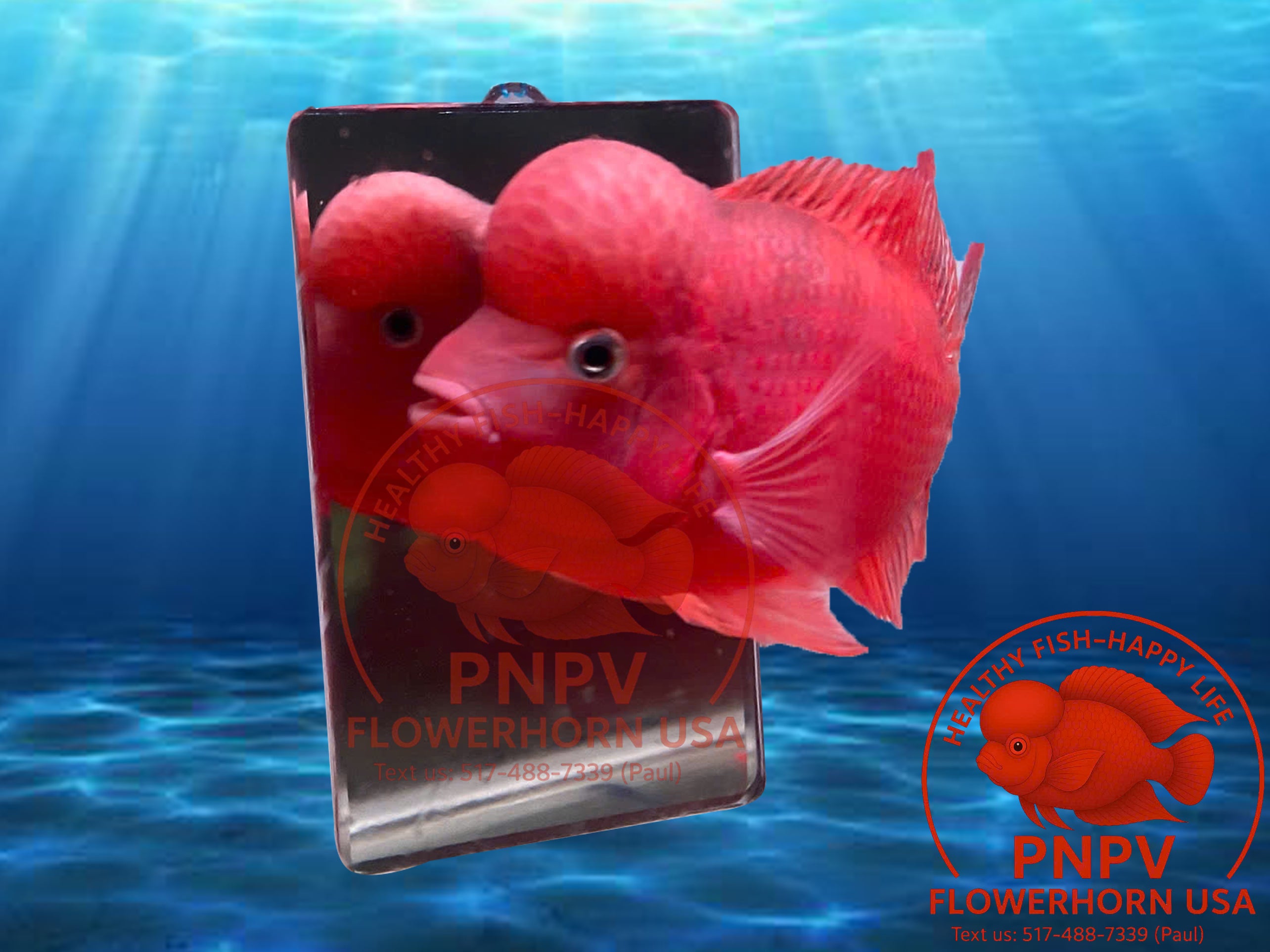 Specialized Flowerhorn Mirror – Stimulates Aggression – Supports Head Growth for Super Red Monkey & Kamfa