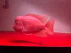 Big Boy Flowehorn - Super Red Kamfa Big Size 25cm - For Sale