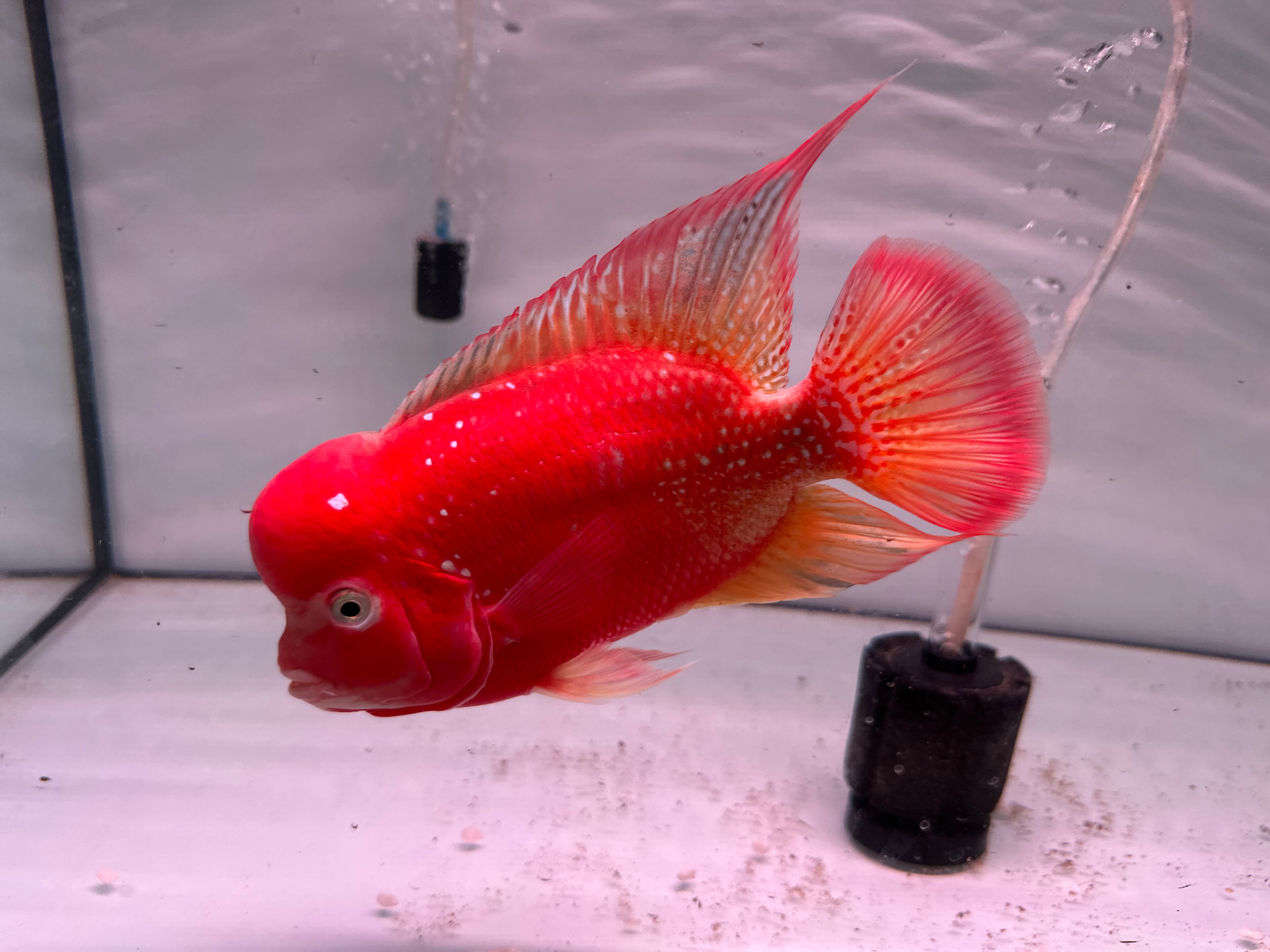 Super Red Kamfa F1 Fully Peeled Golden Base 6.5 inches