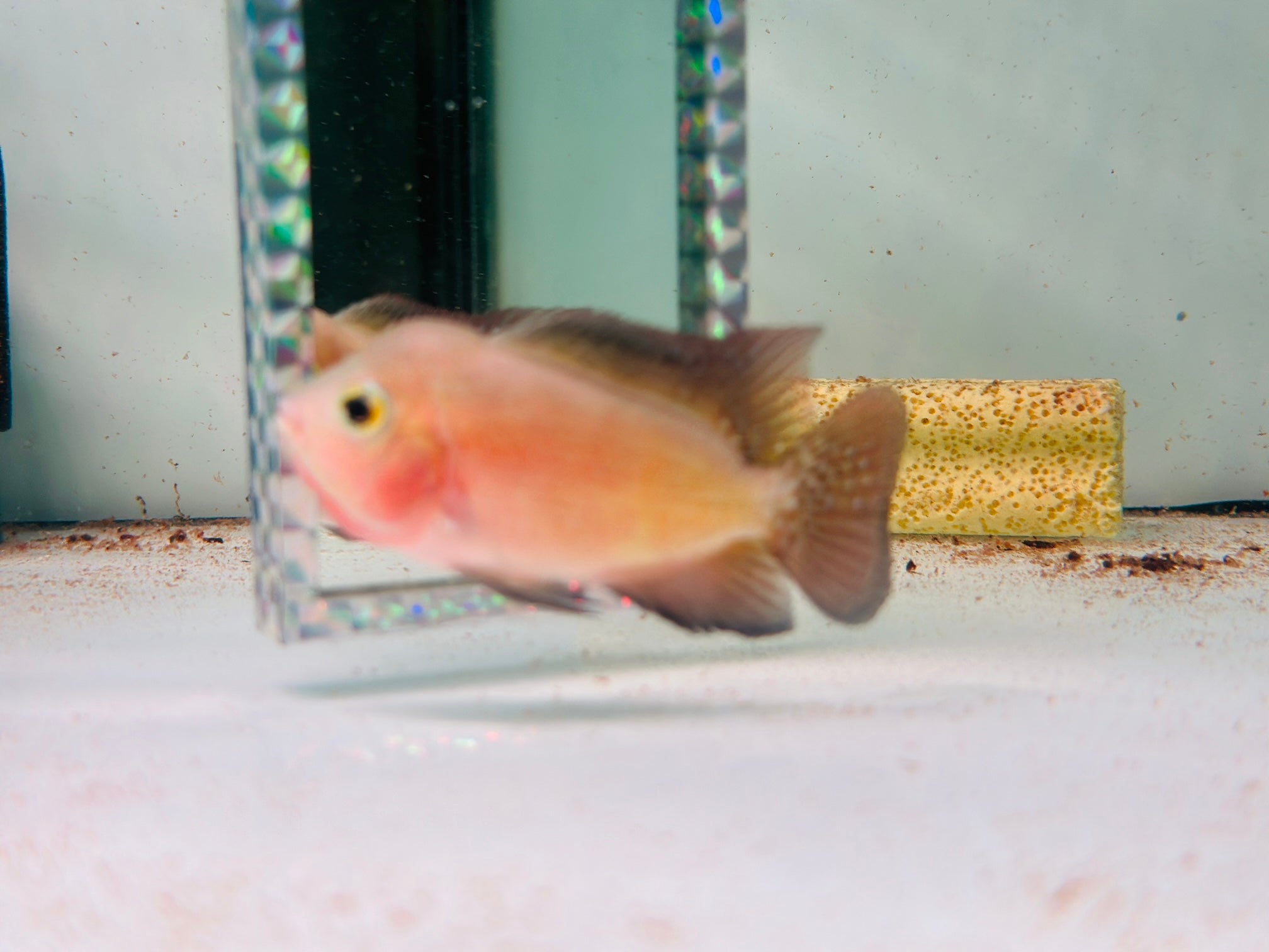 For Sale - Super Red Monkey Juvenile 3.5 inches Flowerhorn Male Fish - ( Big Head at Small Size)