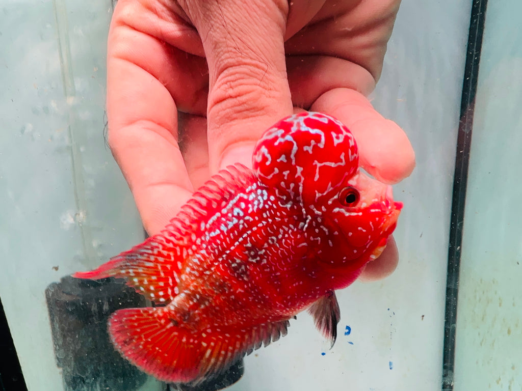 Super Full Red Kamfa Flowerhorn F3 VIP - PNPV 14