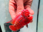 Super Full Red Kamfa Flowerhorn F3 VIP - PNPV 14
