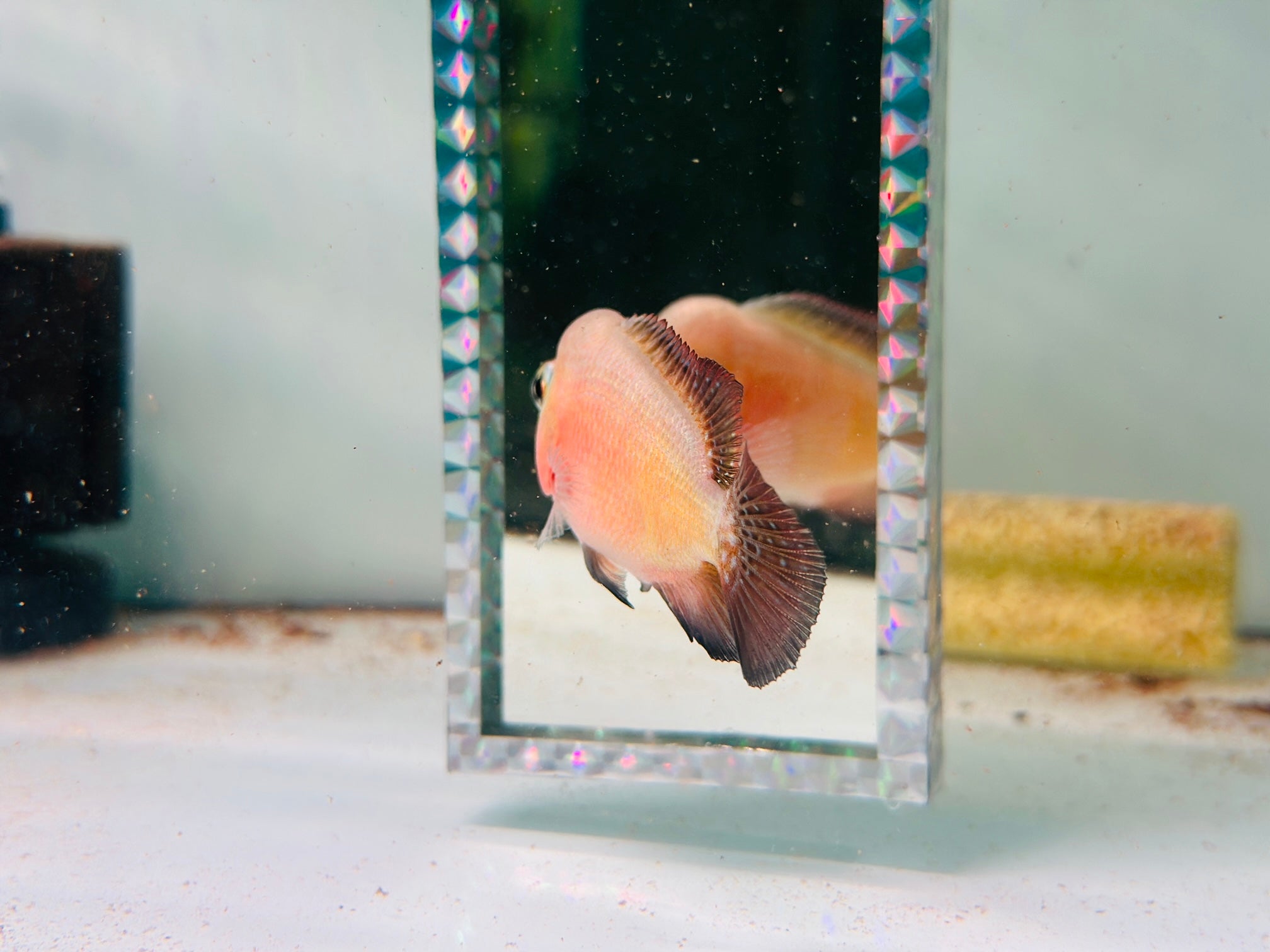 For Sale - Super Red Monkey Juvenile 3.5 inches Flowerhorn Male Fish - ( Big Head at Small Size)