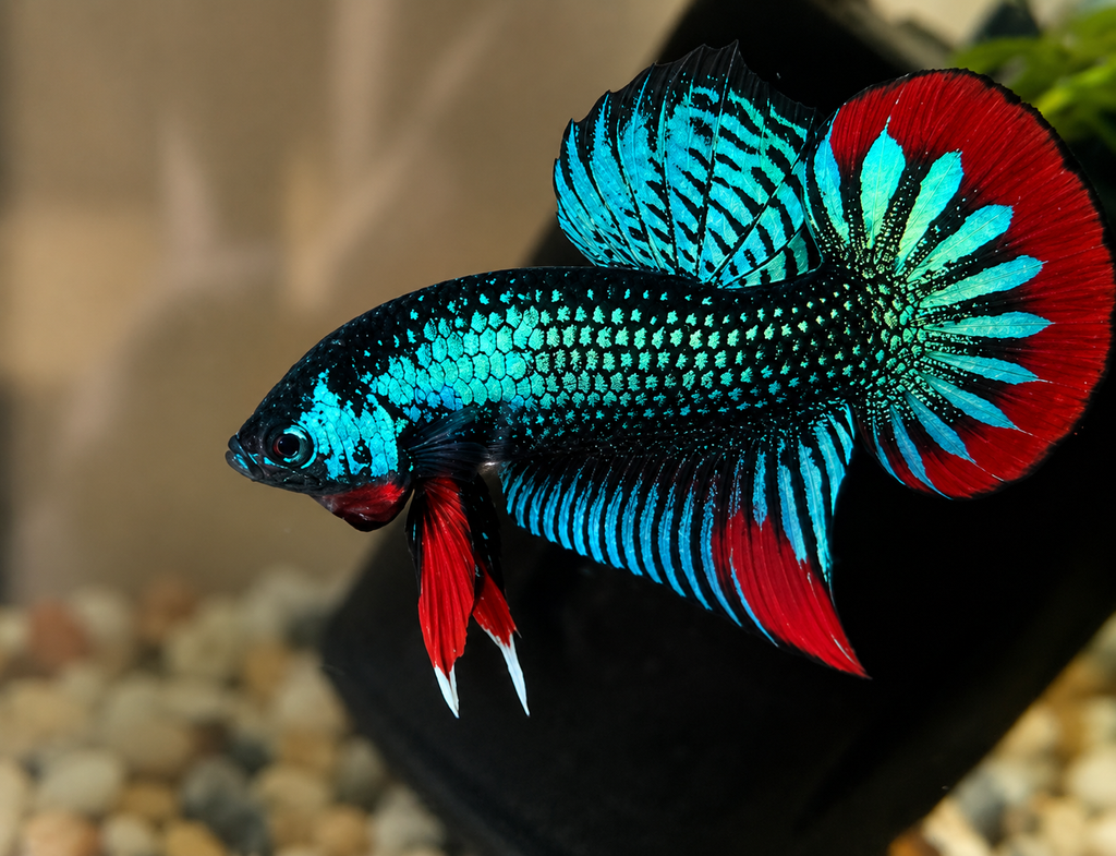 Wild Betta Imbellis Green Round Tail With Red Edges PNPV Usa Premium Tropical Aquarium Fish