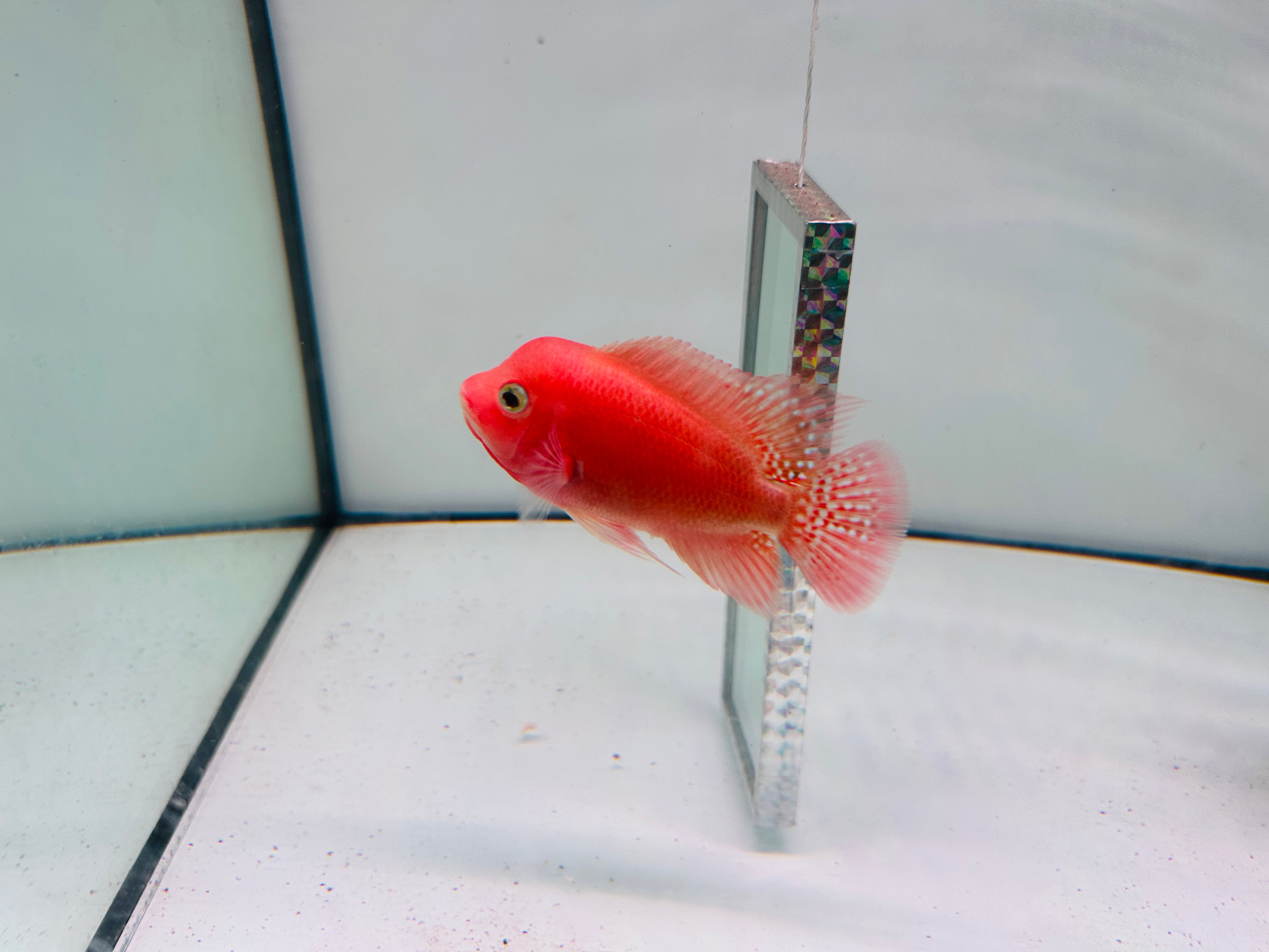 Super Red Monkey 3'' Flowerhorn For Sale In USA - 100% Early Clean-Peeled Red Monkey – Bright Color & Strong Potential