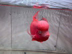 Super Red Monkey Flowerhorn 7–8 inches | Full Red Body | Massive Kok | Premium Grade | PNPV.US