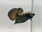 Wild Betta Alien Copper Heart Tail PNPV Usa Premium Tropical Aquarium Fish