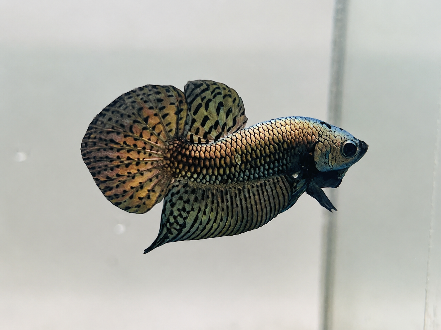Wild Betta Alien Copper Heart Tail PNPV Usa Premium Tropical Aquarium Fish