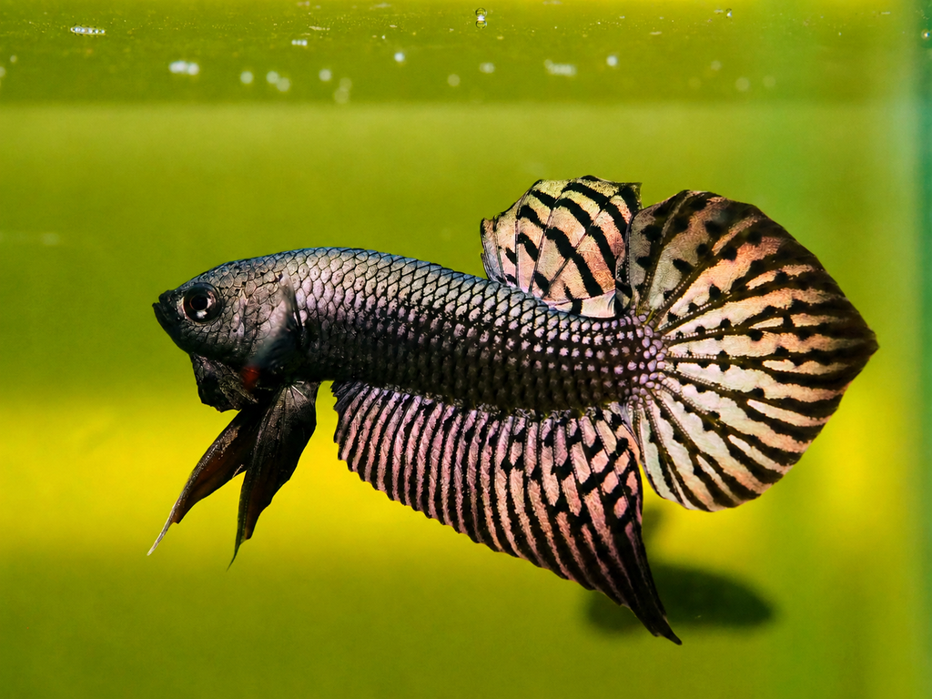 Wild Betta Alien Copper Heart Tail PNPV Usa Premium Tropical Aquarium Fish