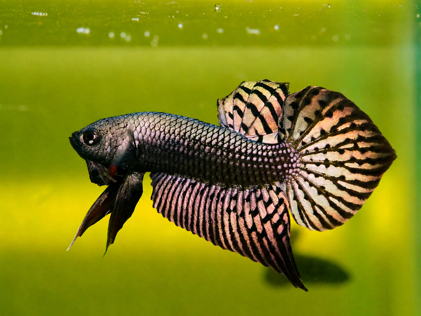 Wild Betta Alien Copper Heart Tail PNPV Usa Premium Tropical Aquarium Fish