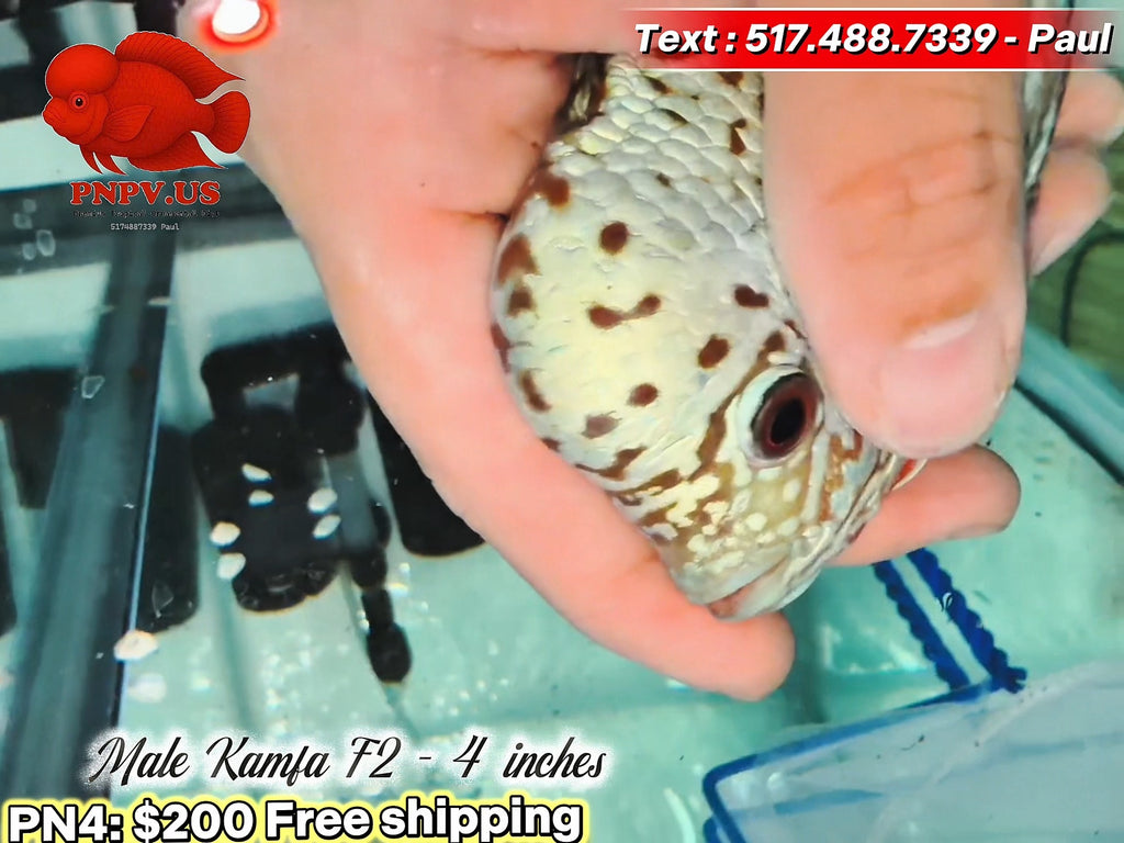 Premium Male Kamfa Flowerhorn - PNPV High Quality- Free USA Shipping