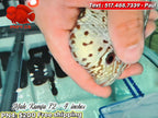 Premium Male Kamfa Flowerhorn - PNPV High Quality- Free USA Shipping