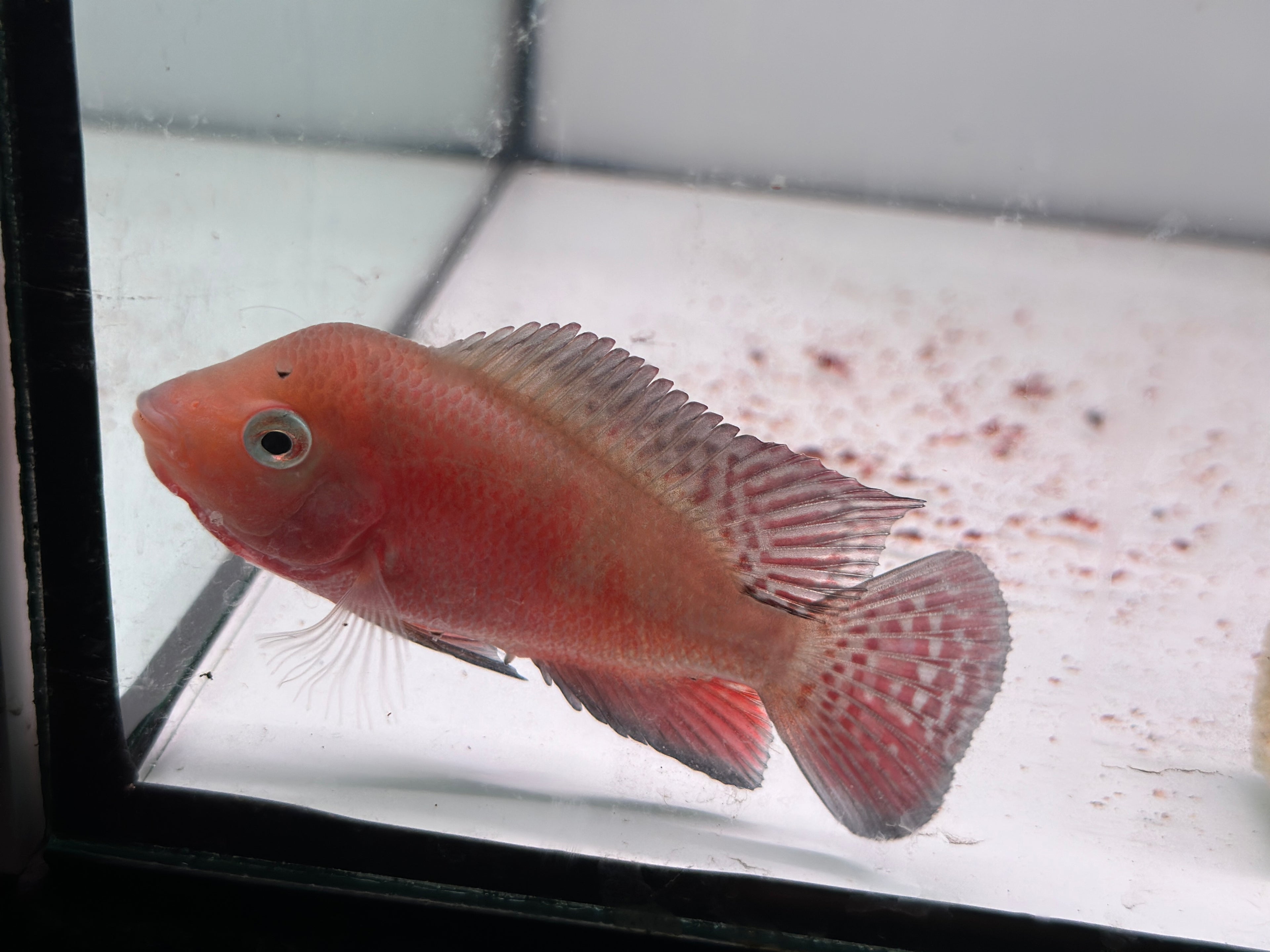 Male Super Red Monkey Flowerhorn Fish For Sale - Small 2-3 inches