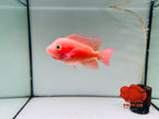 Super Red Monkey 3'' Flowerhorn For Sale In USA - 100% Early Clean-Peeled Red Monkey – Bright Color & Strong Potential