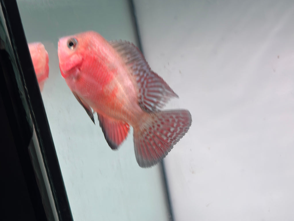 Male Super Red Monkey Flowerhorn Fish For Sale - Small 2-3 inches