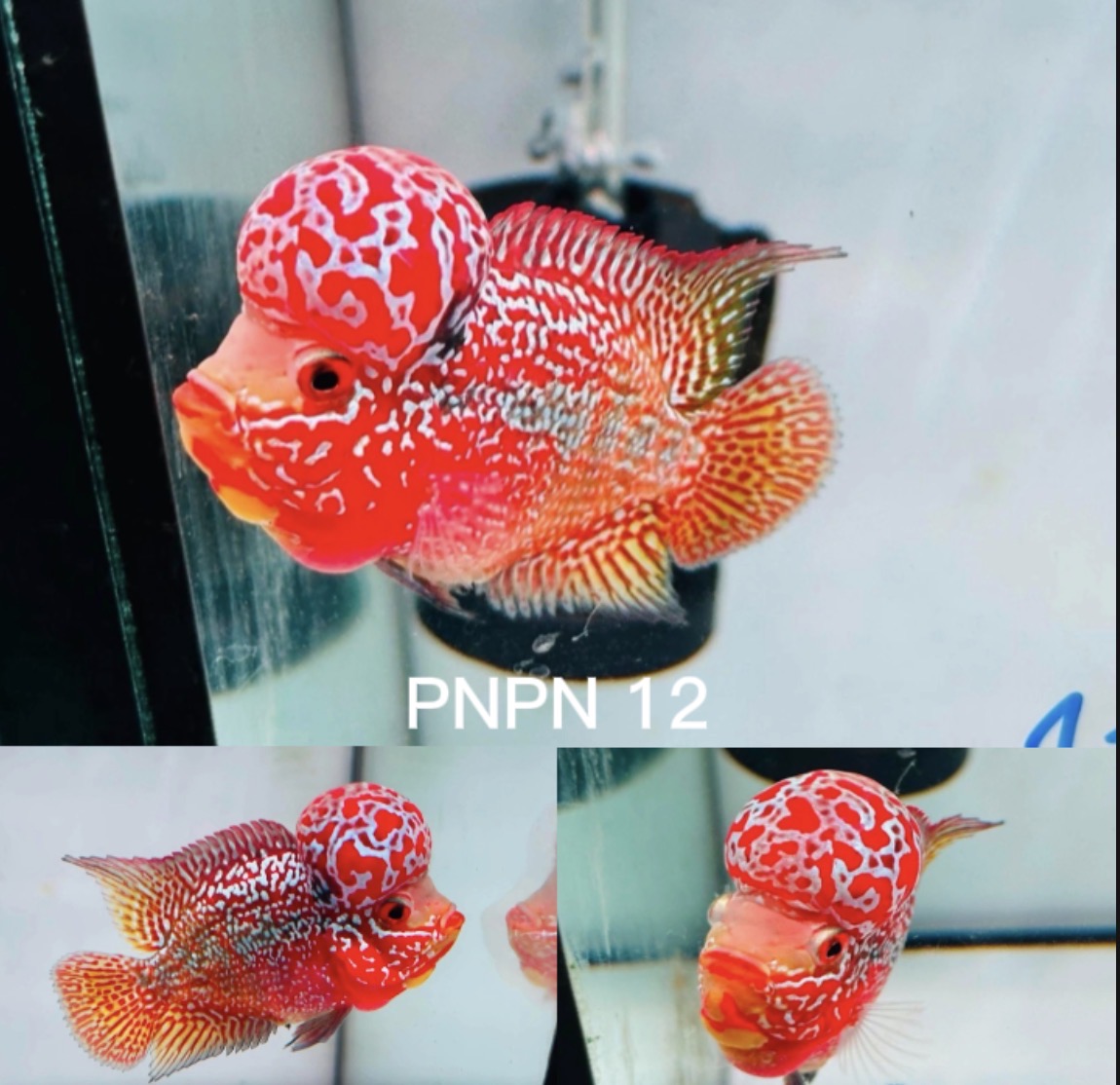 Combo 2 Premium Male Flowerhorn - PNPV High Quality 3inch - Big Kok - Free USA Shipping