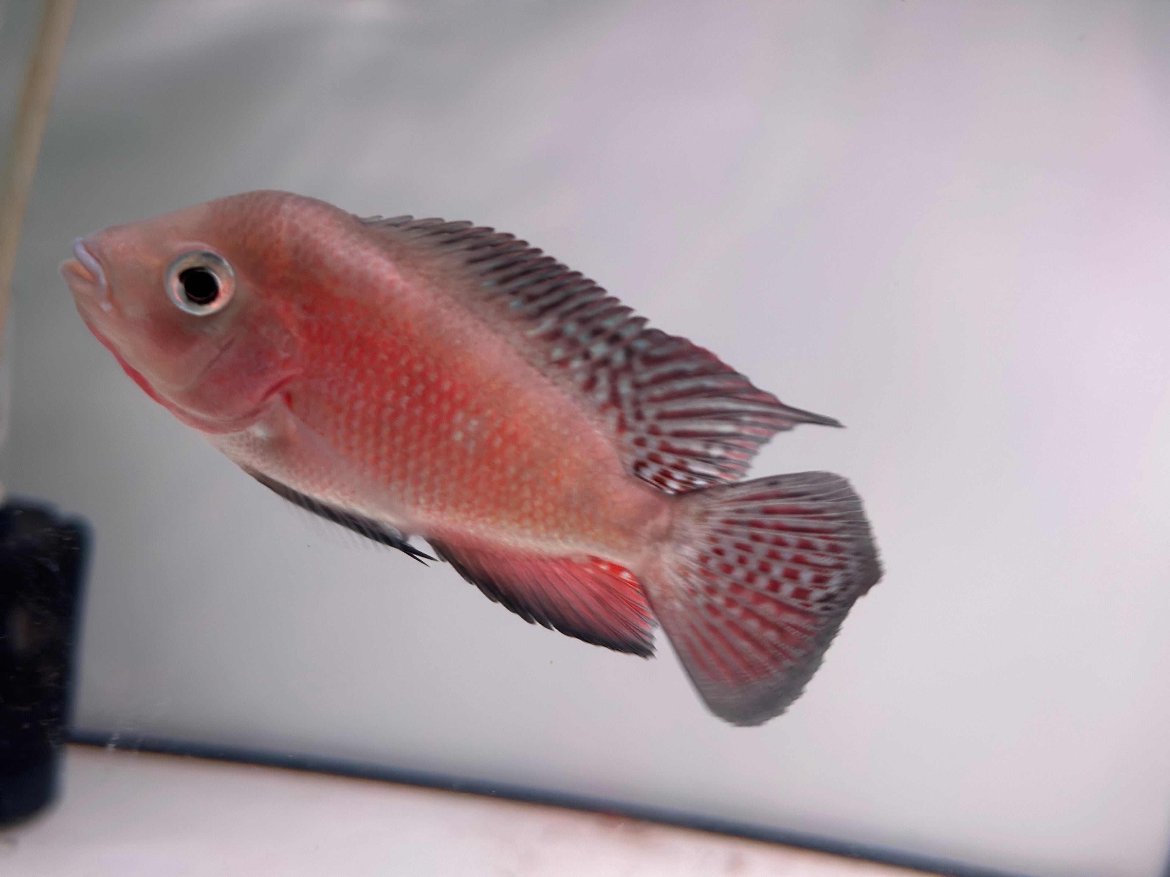 Male Super Red Monkey Flowerhorn Fish For Sale - Small 2-3 inches