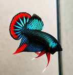 Wild Betta Imbellis Green Round Tail With Red Edges PNPV Usa Premium Tropical Aquarium Fish