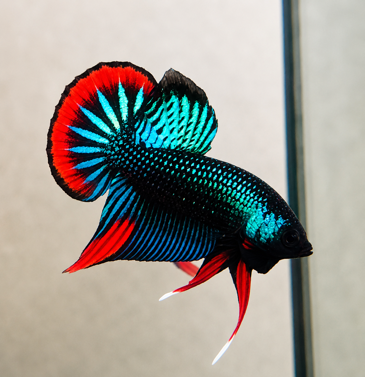 Wild Betta Imbellis Green Round Tail With Red Edges PNPV Usa Premium Tropical Aquarium Fish
