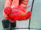 Super Full Red Kamfa Flowerhorn F3 VIP - PNPV 14