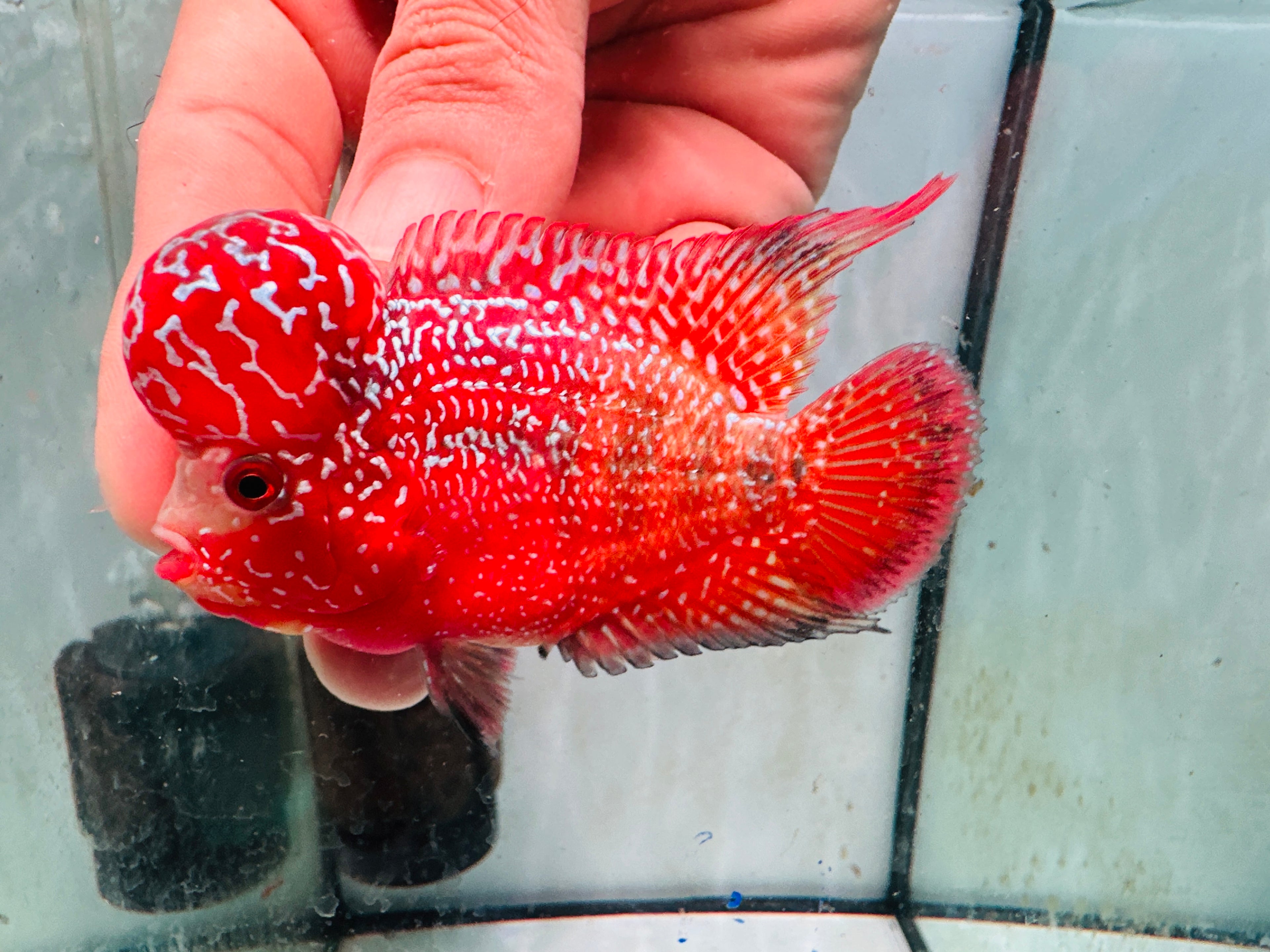 Super Full Red Kamfa Flowerhorn F3 VIP - PNPV 14