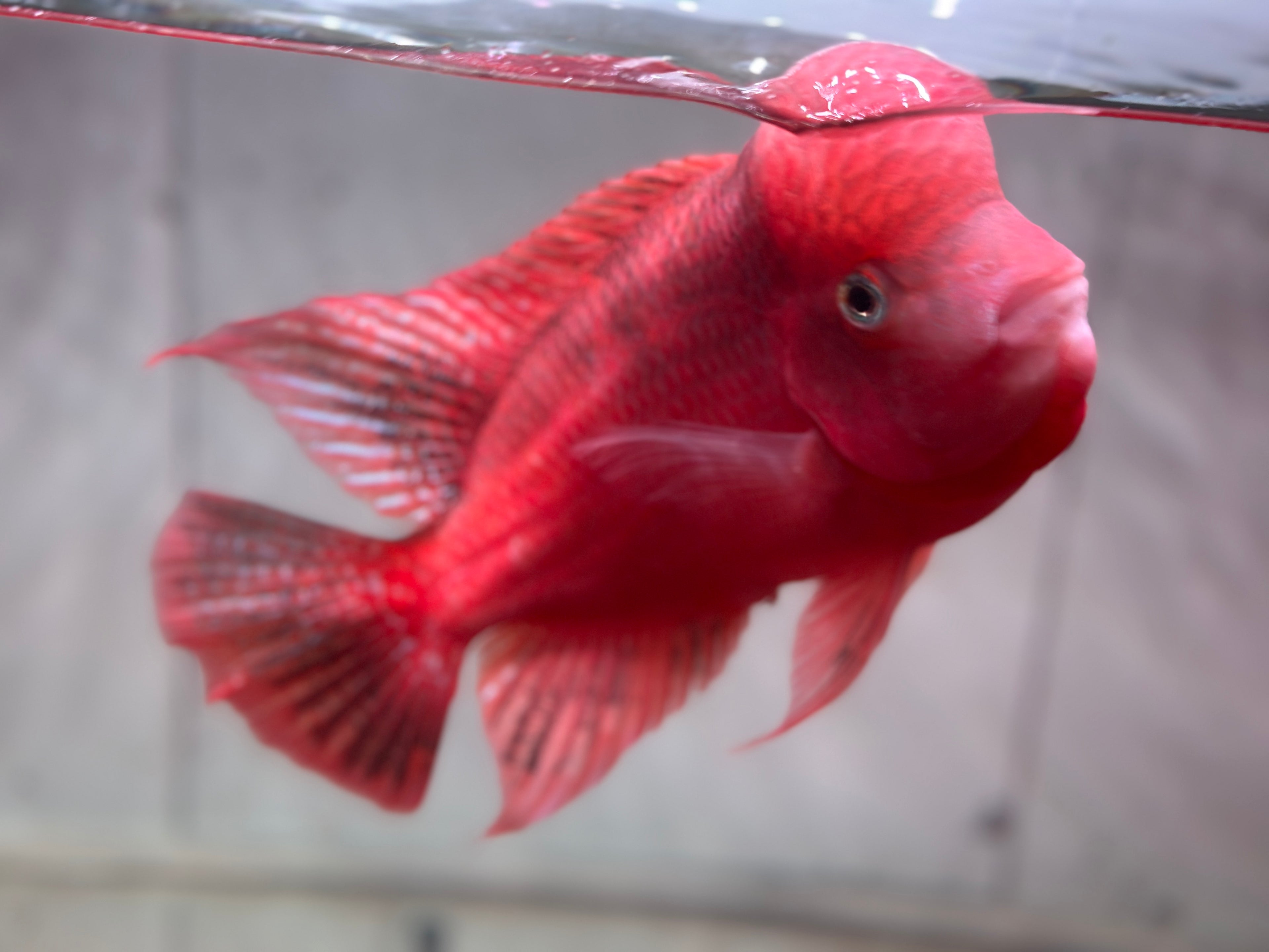 Super Red Monkey Flowerhorn 7–8 inches | Full Red Body | Massive Kok | Premium Grade | PNPV.US