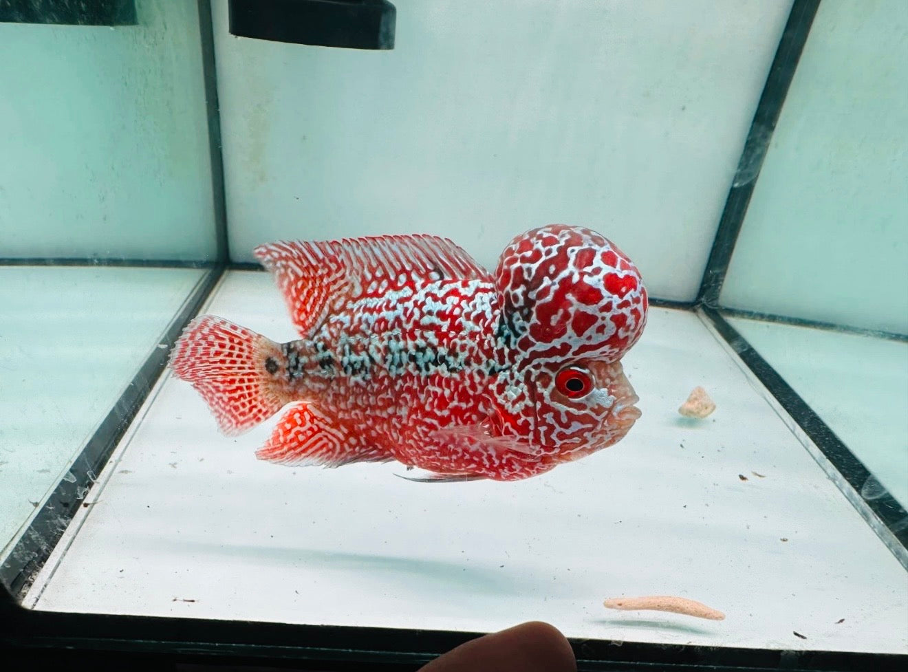 Combo 2 Premium Male Flowerhorn - PNPV High Quality 3inch - Big Kok - Free USA Shipping