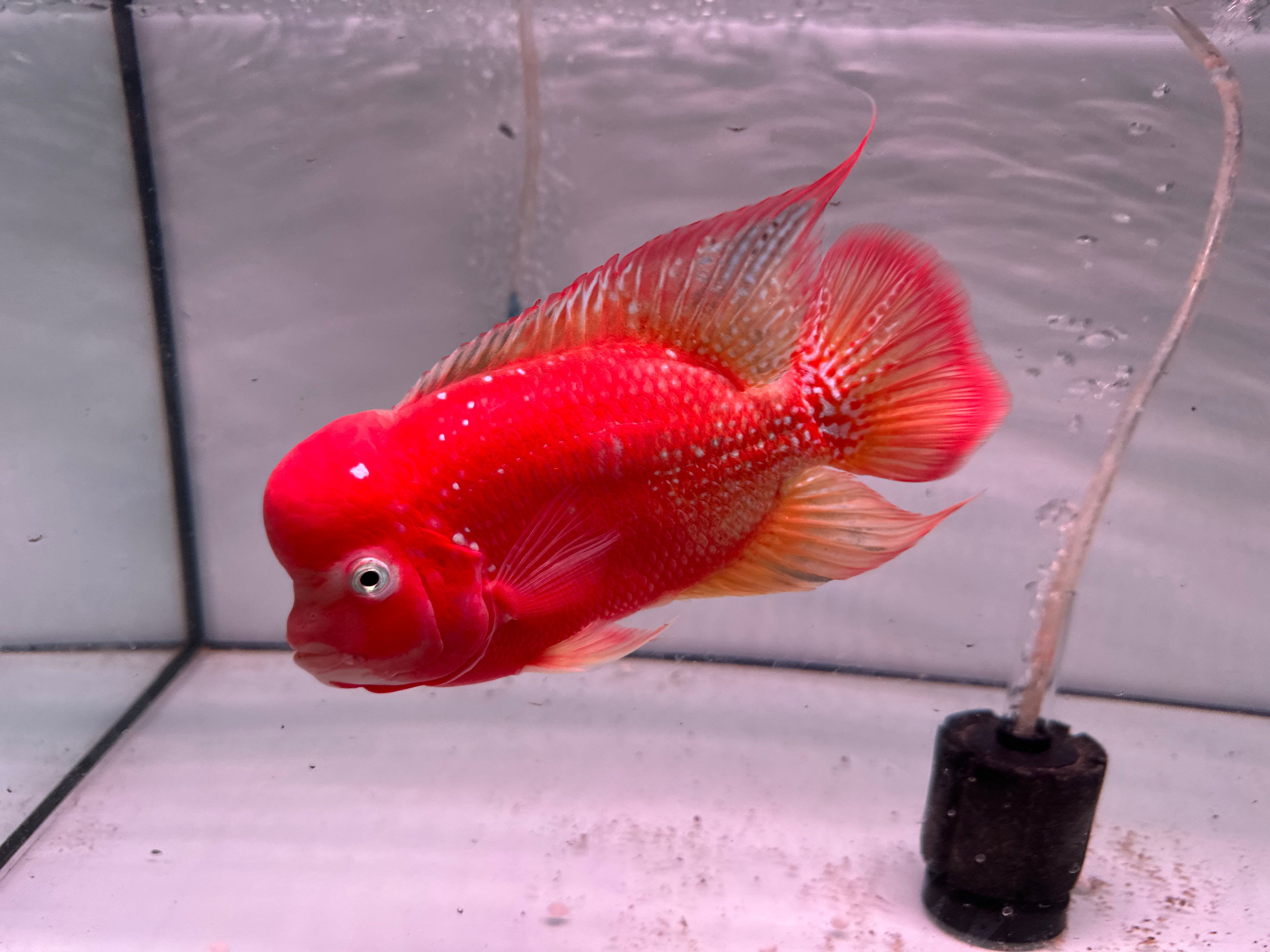 Super Red Kamfa F1 Fully Peeled Golden Base 6.5 inches