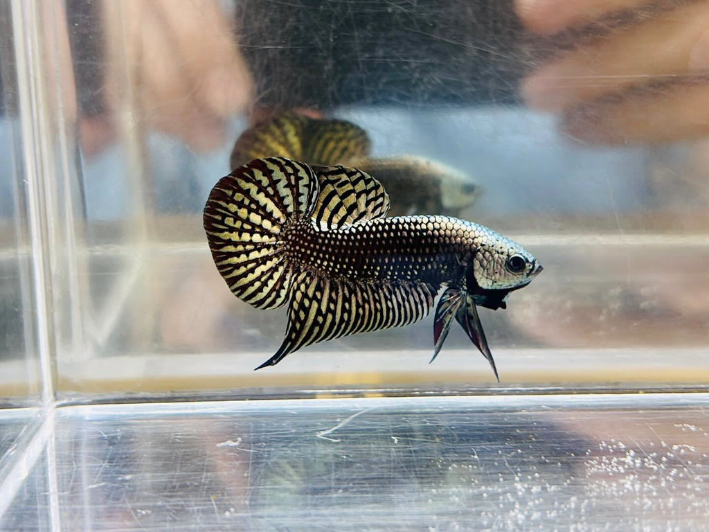 Wild Betta Alien Copper Heart Tail PNPV Usa Premium Tropical Aquarium Fish