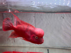 Super Red Monkey Flowerhorn 7–8 inches | Full Red Body | Massive Kok | Premium Grade | PNPV.US
